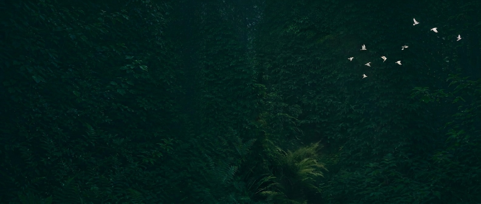 A deep green leafy forest with small white birds in flight